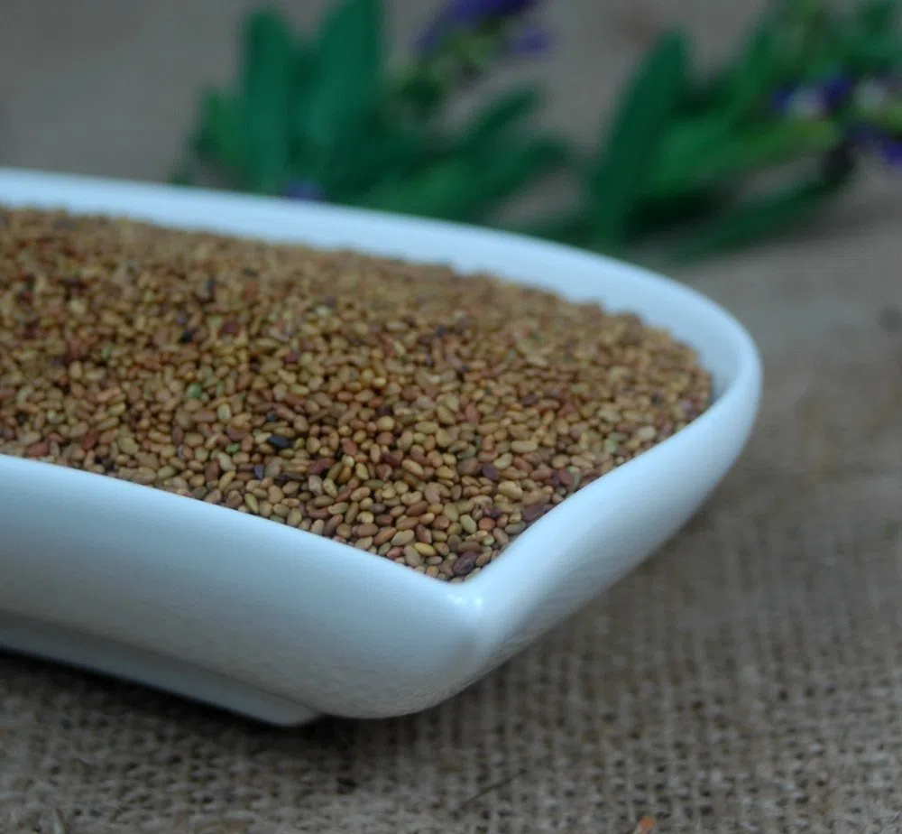 Naturix24 – AlfaAlfa-Samen, Luzernesamen ganz – 1 Kg Beutel