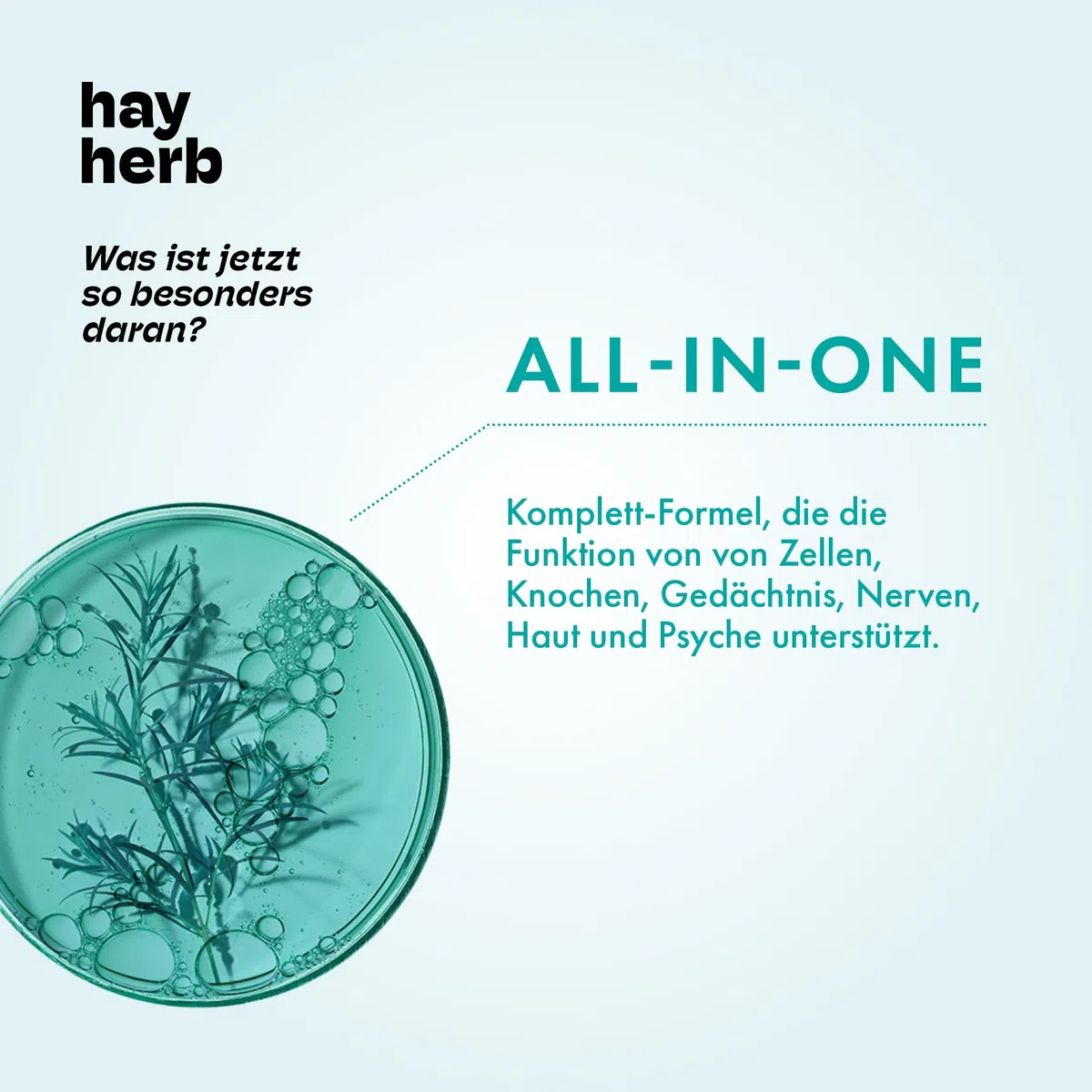 Longevity Komplex Kapseln 60 Stk. | All-In-One Komplettformel | Jungbrunnen für Körper & Geist | Mit PQQ und Grüntee - Age-Less-Effekt | 100% vegan | Hay Herb