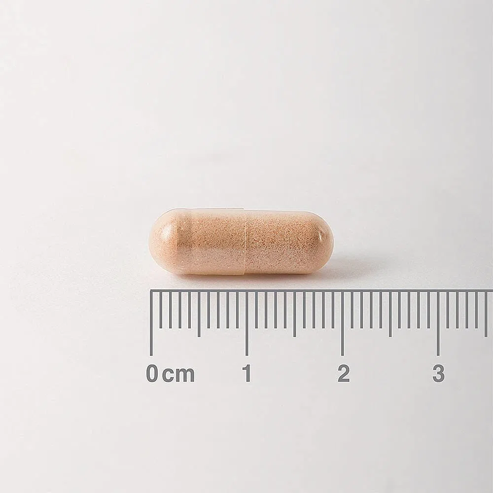Lamberts - Pycnogenol - 60 caps