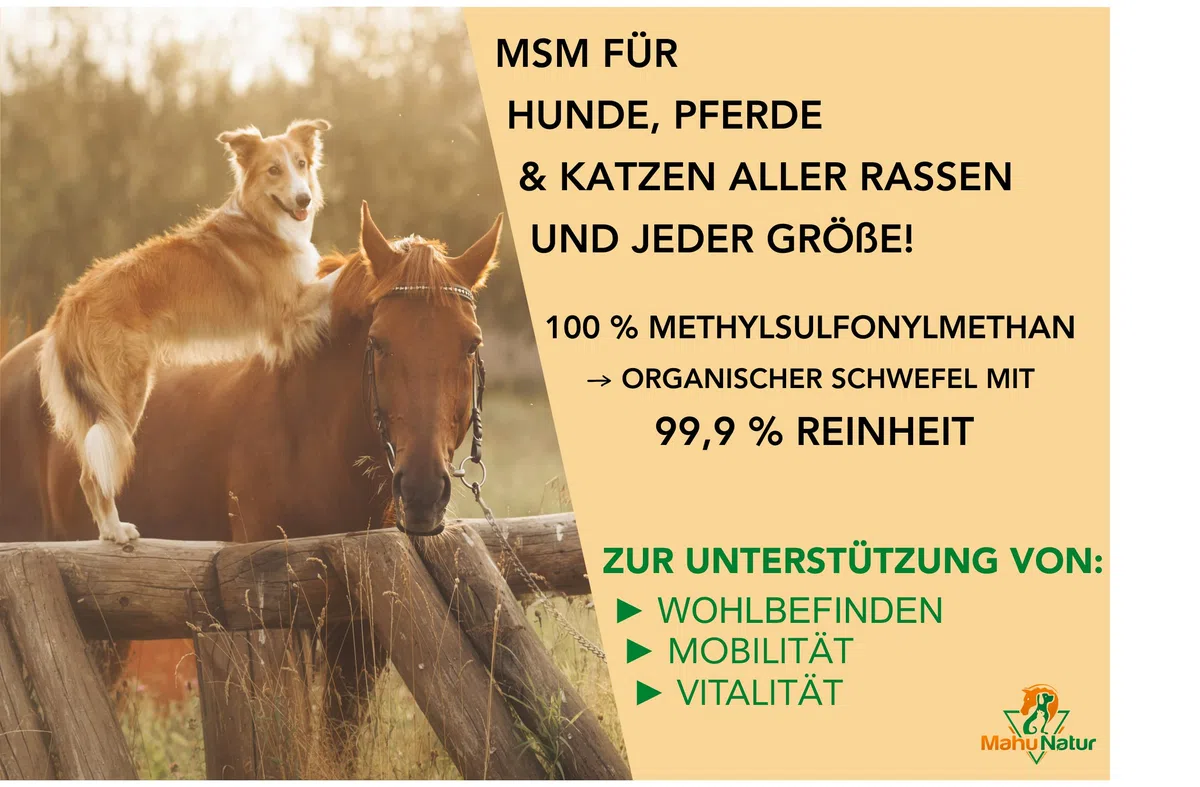 1 kg MSM Pferd Und MSM Hund Hochdosiert - Methylsulfonylmethan (Organischer Schwefel) - Hochdosiert Und Hoher Reinheitsgrad - MSM Pulver 1000g