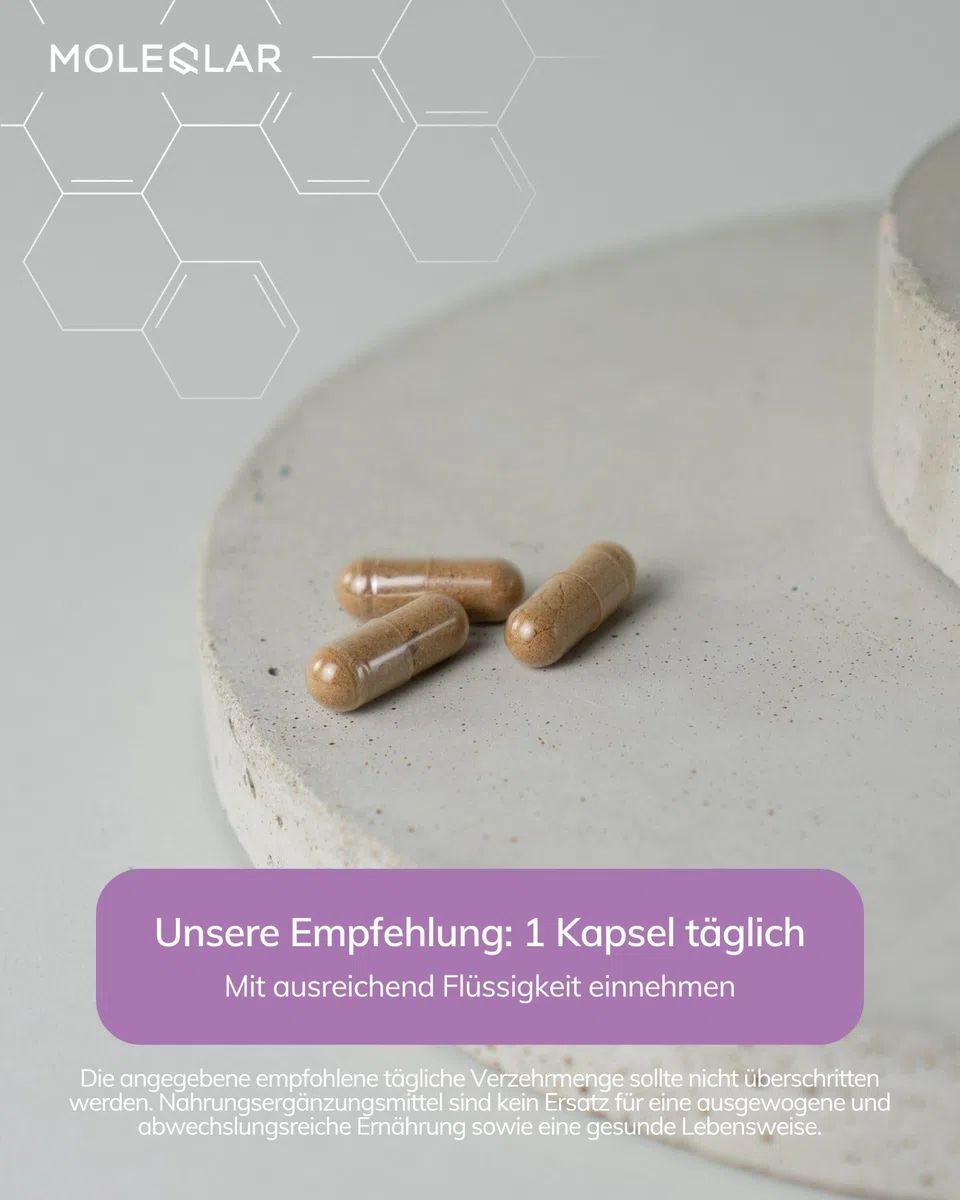 MoleQlar Astragalus Kapseln 60 Stück - 50 mg Astragalosid pro Kapsel - Traganthwurzelextrakt - Laborgeprüft und standardisiert